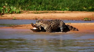 Both the jaguar and caiman are feared on land and in water—but is one mightier than the other? | National Geographic