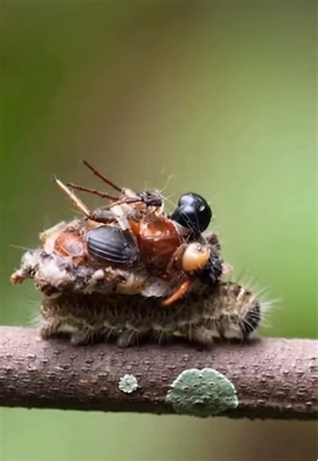 🐛 What You’re Seeing Scientists have documented case-bearing caterpillars (moth larvae) that: \t•\tBuild portable “cases” from materials in their environment. \t•\tSome species use plant bits, sand, lichen, or twigs. \t•\tA few rare species—especially in Hawaii (genus Hyposmocoma)—are predatory and will: \t•\tHunt other insects or scavenge remains. \t•\tIncorporate insect body parts into their silk case. 🛡️ Why They Do This It’s not “armor” in a medieval sense, but it functions like: \t•\tCamo