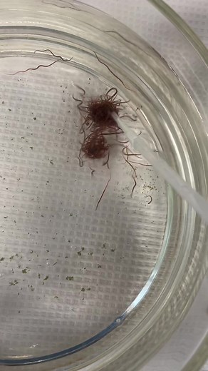 Exploring Cursed Worm Discoveries