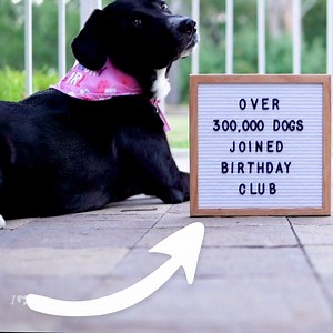 16K views · 229 reactions | Get up to 4 free gifts for registering for your dog's birthday today, PLUS special surprise every year on their birthday.  It's free to join! https://iheartdogs.co/Pawty | iHeartDogs | Facebook
