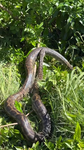 Sunshine Coast Snake Catchers 24/7 on Instagram: "The gravid Alex Heads Carpet Python update! 🐍 This morning Stu and Summer went down to Alex Heads to meet up with 7 News for an interview in regards to this beautiful snake and she made an appearance at the perfect time! So many incredible locals came and spoke with us about their love for snakes and how they’ve been keeping an eye on this snake everytime they pass by. We are so proud of our community and so grateful that people are learning to 