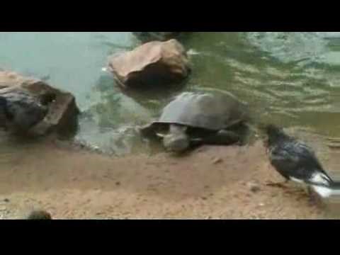 Tortoise Eats Pigeon