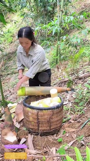 Peeling Bamboo’s Golden Heart: Why Timing Matters for Spring’s Sweetest Harvest