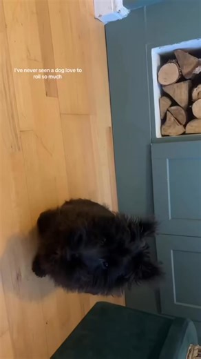 14K views · 805 reactions | How cute 梁 | Scottish terrier | Facebook
