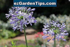 Wie Agapanthus zu teilen und zu replant 🌱 Tipps Gärtner - De.ezGardenTips.com