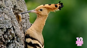 Hoopoe Feeding Its Fledgling with a Caterpillar