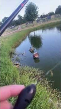 Live highlight-i Go After Another One Bites The Dust #fishing #bassfishing #outdoors