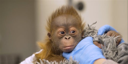 Audubon tries again: New membership pricing launches after holiday backlash