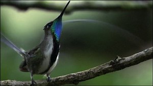 A marvellous hummingbird display