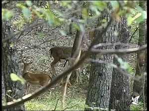 Coupling, matching, rutting season in Fallow deer