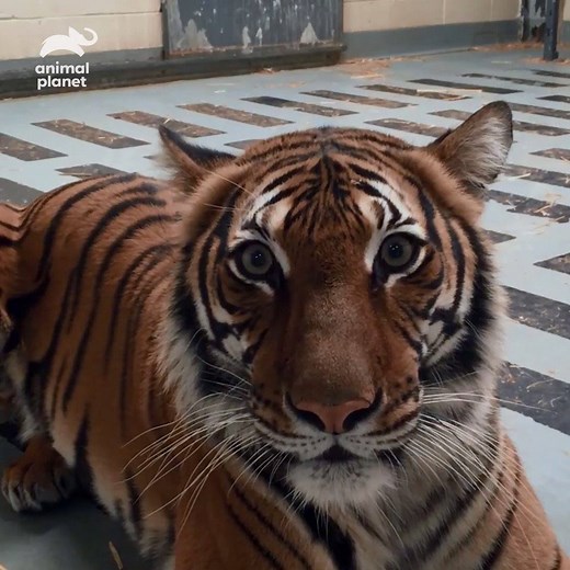 Great news from the Bronx Zoo! Stick around tonight after The Zoo to hear from Dr. Paul Calle, Dr. Jeff Young and Forrest Galante about the connection between animals and COVID-19. | Animal Planet