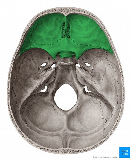 Superior view of the base of the skull