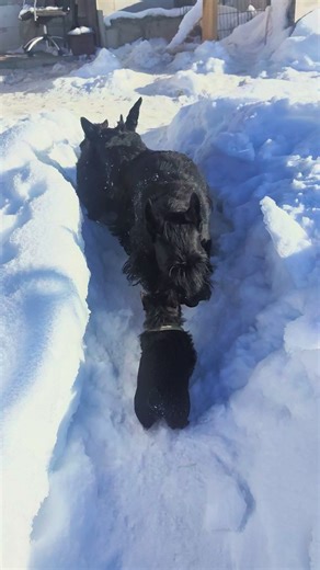 #скотчтерьер #dogcoraline #scottishterrier #daihard #дайхард | coraline