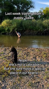 10K views · 53 reactions | Don’t judge fellow Labrador, folks! It’s been a treat working with this little lady, training her for mom. It was interesting to step out of the Labrador world - and enter that Doddle world lol. It wasn’t too bad - Sadie was a sweet pup from the beginning. Now she’ll head to her mission in life - Mom’s guardian, protector, and side kick. | Antler Point Gun Dogs | Facebook