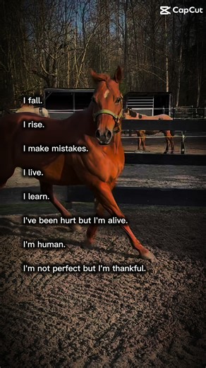 I Am Not Perfect #equestrianjourney #equestriansoftiktok #fypシ #horsegirl #mentalhealthmatters