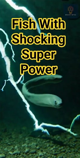 Amazon’s Fish With a Shocking Superpower ,Electric Eel #nature #science #facts