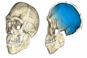 Oldest known human fossils discovered