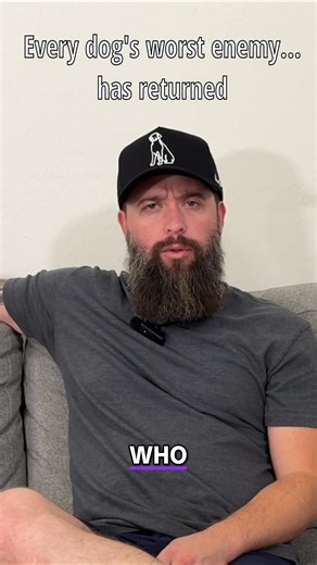 This video captures the hilarious paranoia and anxiety of a dog awaiting the mailman's return. The level of alertness is extremely relatable to pet owners, who recognize the drama dogs bring to our lives. #dogsrule #Dogs #Mailman #FunnyDogs #DogAnxiety #DogHumor | At Your Home Dog Training | Facebook