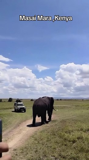 Exploring the Majestic Wildlife of Masai Mara