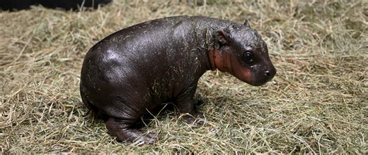 Pygmy Hippo Born Before Christmas - Metro Richmond Zoo