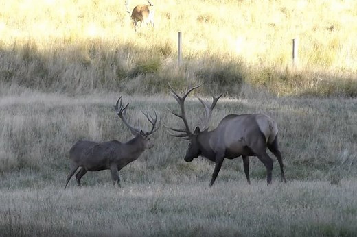 Bull Elk vs. Red Stag: The Differences Between Two Premier Game Animals