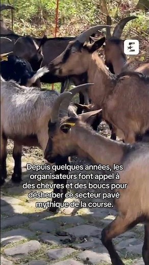 🐐 Des chèvres sur le Paris-Roubaix ! Ça promet ! #pogacar #cycling #highlights