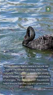 🦢 Black Swans Are Stranger Than You Think