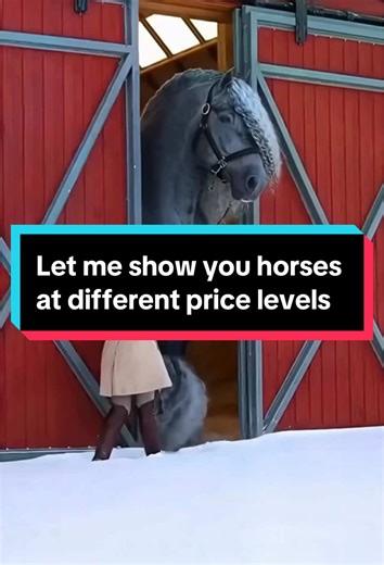 Horse Breeds: From Ponies to Prized Stallions
