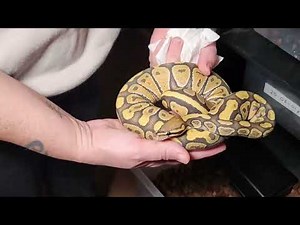 Check out The BABIES!!!!! Ball Python hatchlings #ballpython #minnesota #hatching