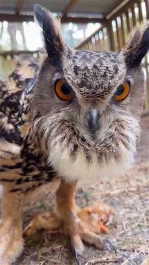 Chatting with an owl!