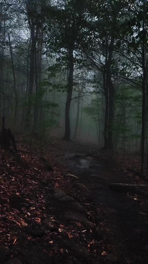 Exploring the Enchanting Dark Forest: A Relaxing Nature Experience