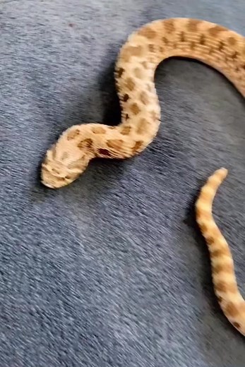 Hognose Snake Boop Challenge | Reptile Rush