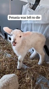 1.4K views · 45 reactions | Petunia is a survivor. Left to die on a...