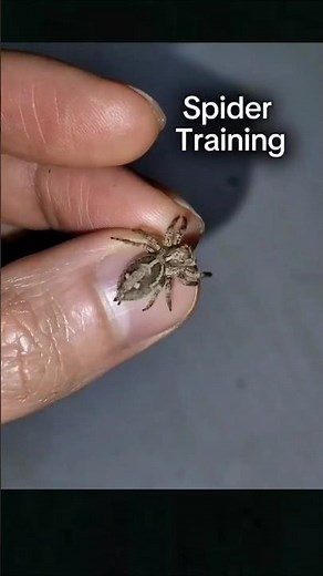Training My Jumping Spider How to Hunt Food #gagamba #jumpingspider