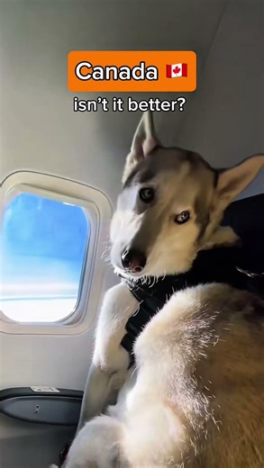 what our PETS go through after CHECK-IN 🐶