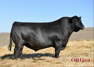 Brumfield Angus Farms | Sires