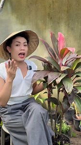 1.1M views · 16K reactions | Part 1 - plants that are native to the Philippines, known for its striking colors and good-luck energy. #markofthejungleplantsmoment #gardenloversph #tiplant | Mark of the Jungle Plants | Facebook