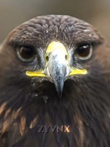 Bald eagle mogs. PSL ratings Ascend with @pslapp #birds #mogger #mogged #birdedit