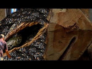 This Is Very Surprising !! Discovery Animal The Destroyer Visited Old Teak Wood