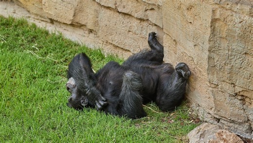 Jungle Happy Hour? Pee Tests Reveal Wild Chimps Are Getting Seriously Boozed Up On Fruit