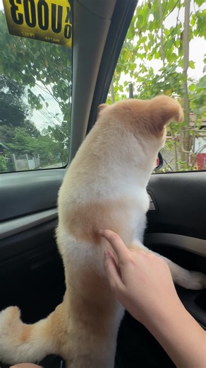 Pa sakay sakay lg si Dexter namin #japanesespitz #housedog #foryoupage #dogsoftiktok #cardogs