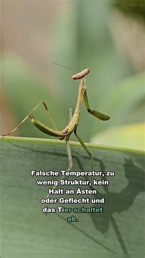 Warum Gottesanbeterinnen aufhören zu jagen #Shorts