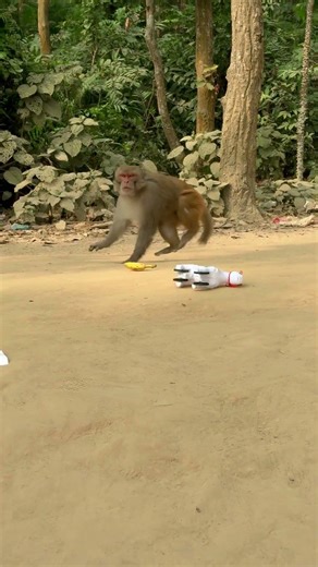 Look how the monkey reacts after seeing a snake 😆