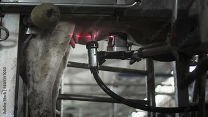 Automatic machine robot for milking cow's milk. Cattle in the barn. The red laser scans the udder of the cow to pump or suck out milk. Robot hand and innovative technologies in agricultural industry.