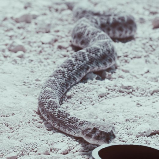 snake 1 nate 0 || #euphoria #euphoriaseason3 #muhostrilogy #finalgirl #queen SNAKE IN EUPHORIA SEASON 3 EPISODE 7 NATE HIGH QUALITY EDIT, ORIGINAL CONTENT!