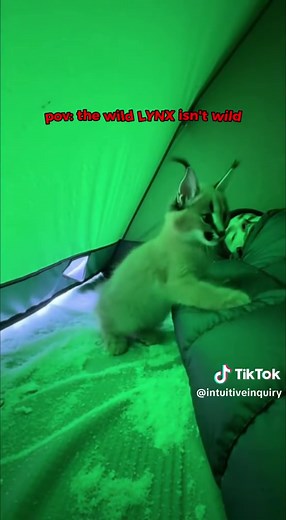 Momentos Más Lindos de la Vida Silvestre en Alaska