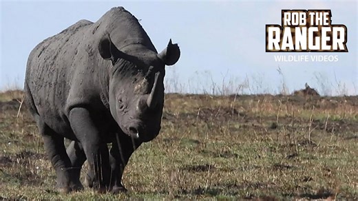 Black rhino bull patrols and marks its wide territory