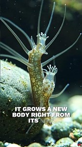 The Real-Life Cloning Machine Found in Nature #sciencefacts #animalfacts