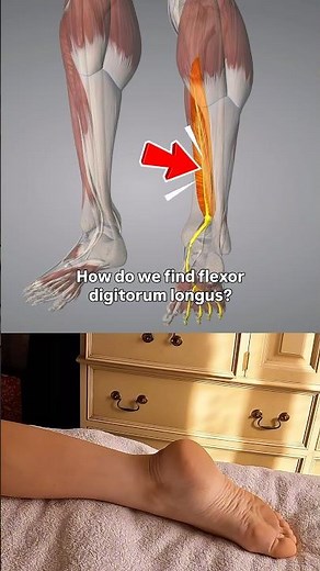 How to find Flexor Digitorum Longus 🦶 💪🏻 📍 🧐