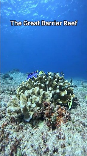 Great Barrier Reef 🌊